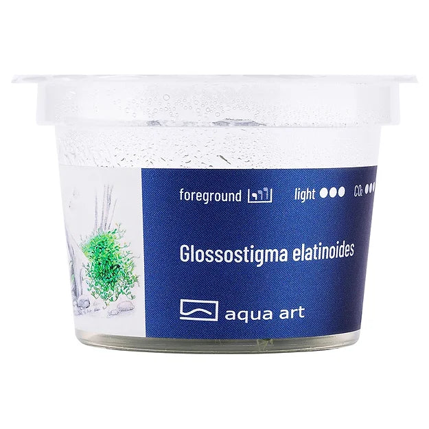 Glossostigma elatinoides - In Vitro