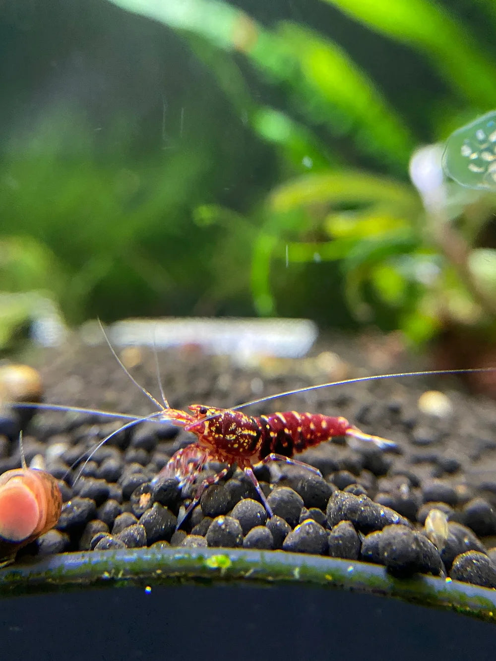 Caridina Galaxy Fishbone Red aus X2 Stamm