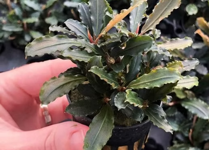 Bucephalandra Lamandau - Topf