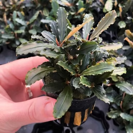Bucephalandra Lamandau - Topf