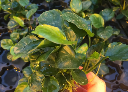 Anubias barteri "Golden Coin" - Topf