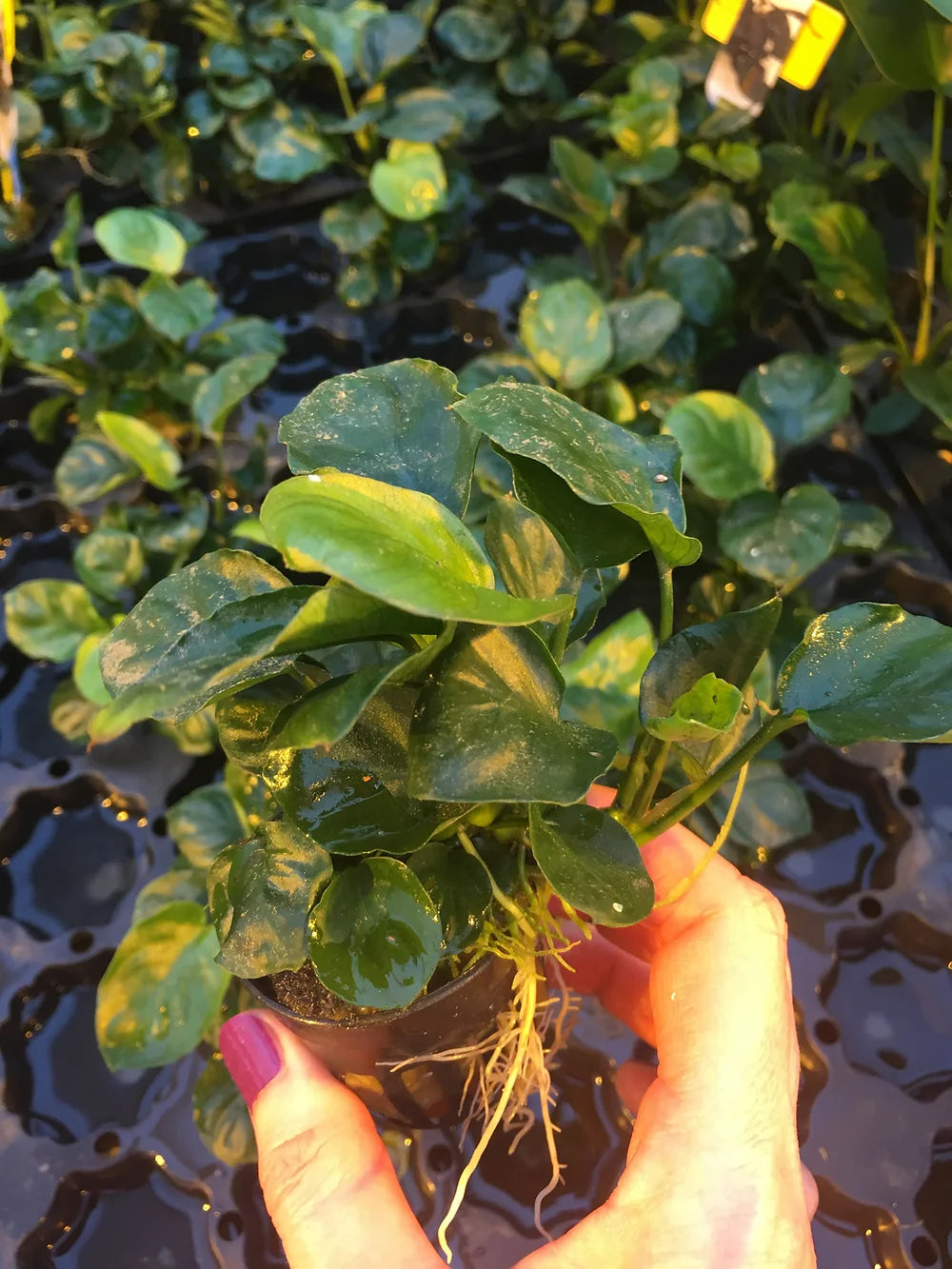 Anubias barteri "Golden Coin" - Topf