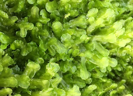Monosolenium tenerum / Pellia moss - Portion