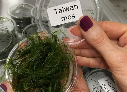 Taiwan Moss - Portion