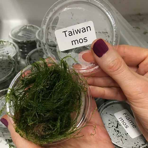 Taiwan Moss - Portion