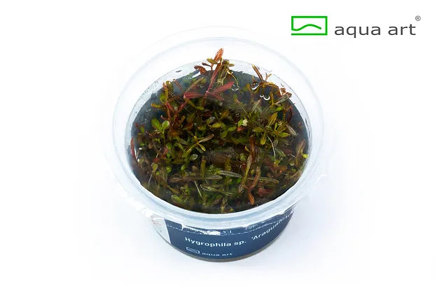 Hygrophila sp. 'Araguaia' - In Vitro