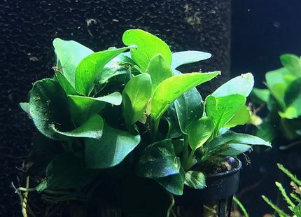 Anubias barteri var. nana 'Petite' ('Bonsai')