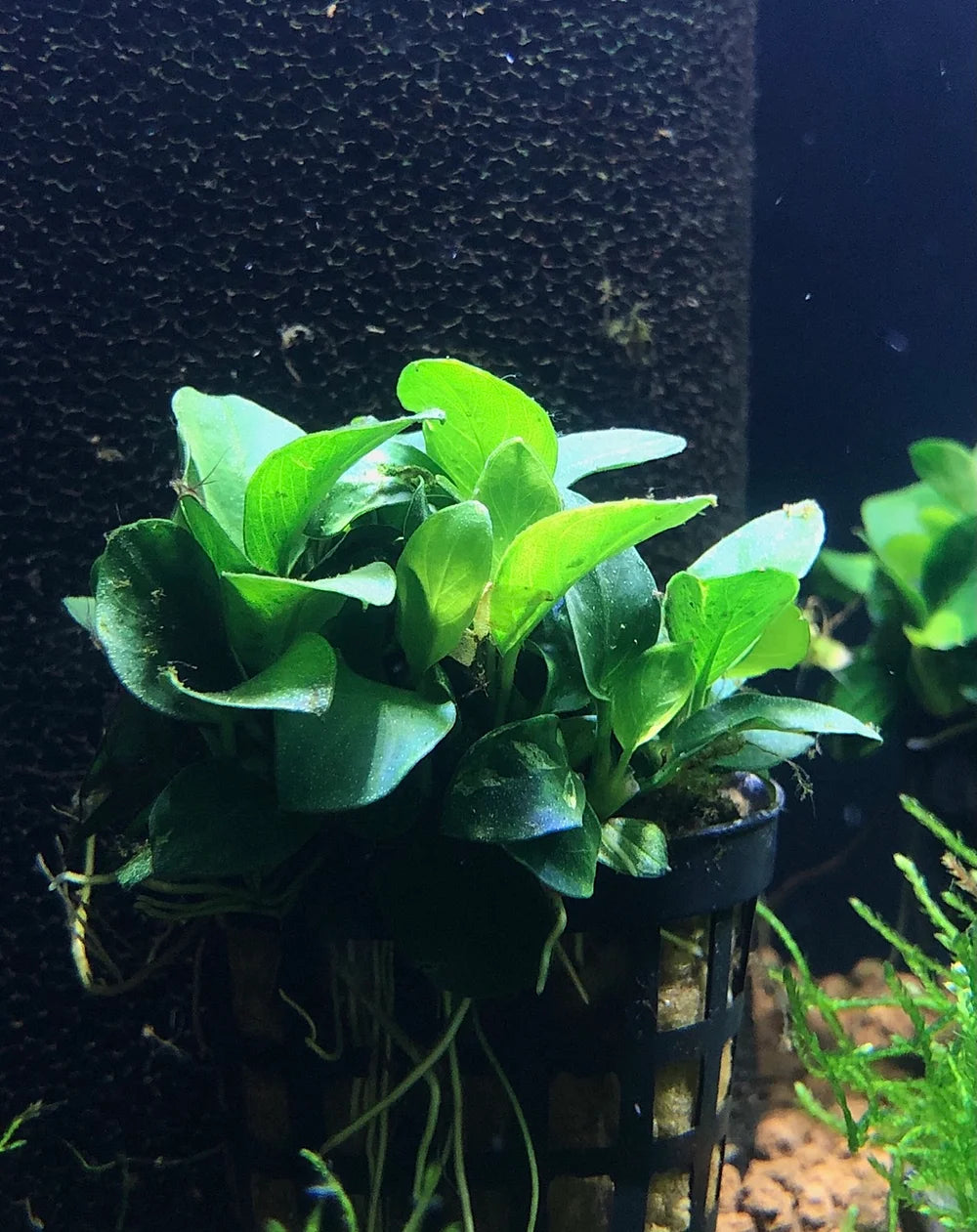 Anubias barteri var. nana 'Petite' ('Bonsai')