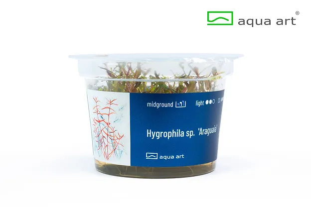 Hygrophila sp. 'Araguaia' - In Vitro