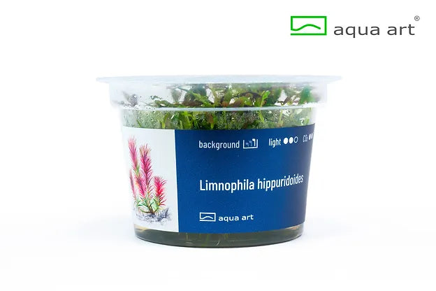 Limnophila hippuridoides - In Vitro