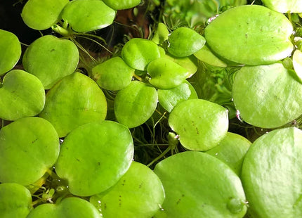 Südamerikanischer Froschbiss - Portion