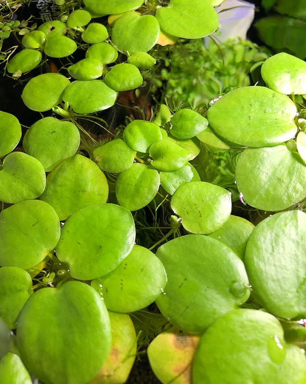 Südamerikanischer Froschbiss - Portion