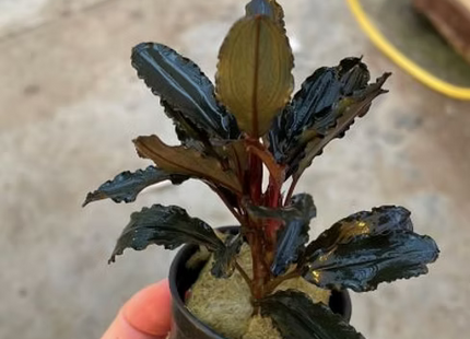Bucephalandra Mercedes - Topf