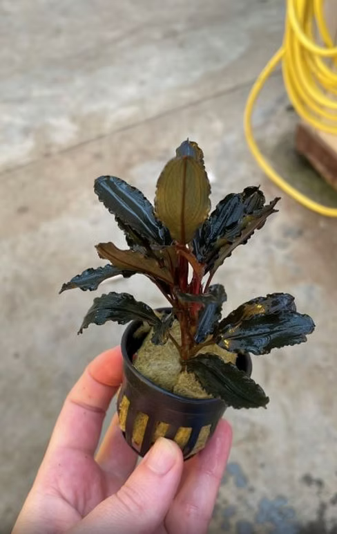 Bucephalandra Mercedes - Topf