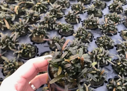 Bucephalandra Caterina - Topf