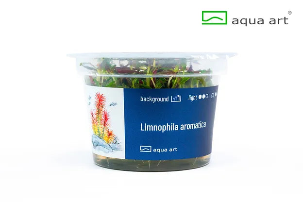 Limnophila aromatica - In Vitro