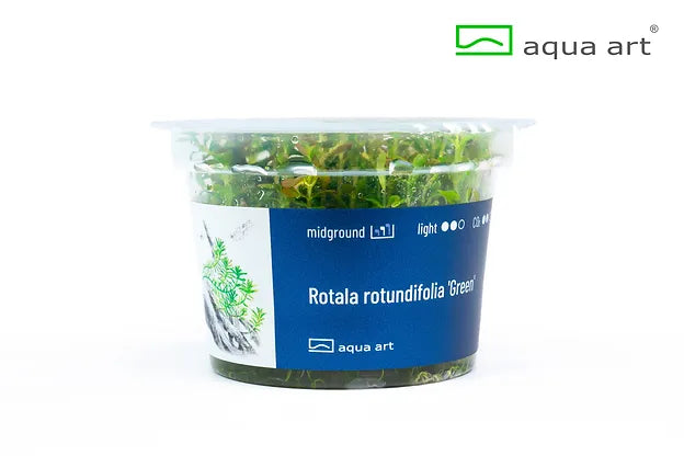 Rotala rotundifolia 'Green' - In Vitro