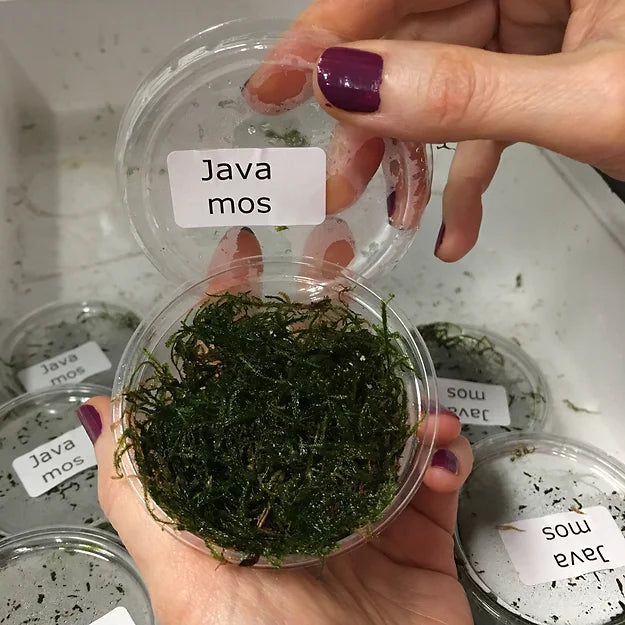 Vesicularia dubyana / Jawa moss - Portion