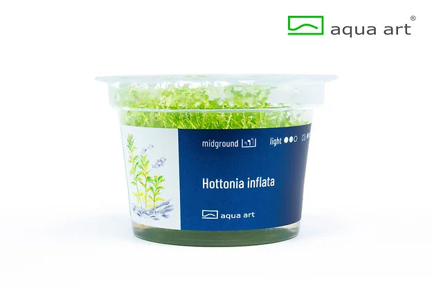 Hottonia inflata - In Vitro