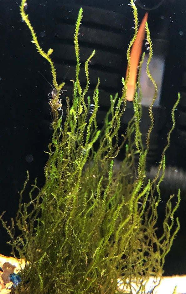 Taxiphyllum sp. "Flame Moss" - Portion