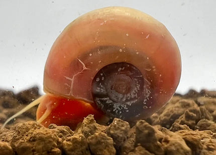 Posthornschnecke - Rosa