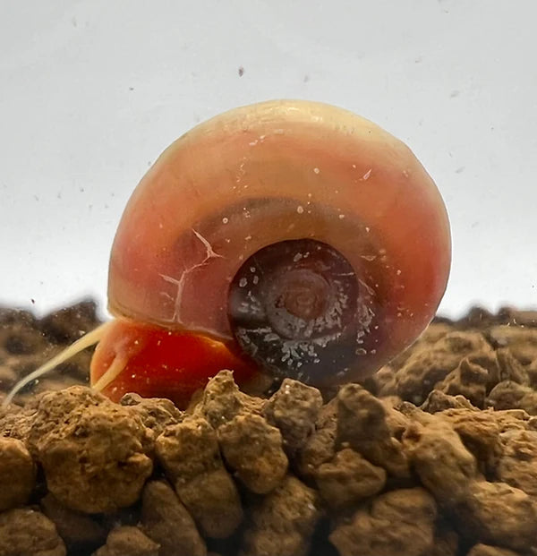 Posthornschnecke - Rosa