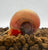 Posthornschnecke - Rosa