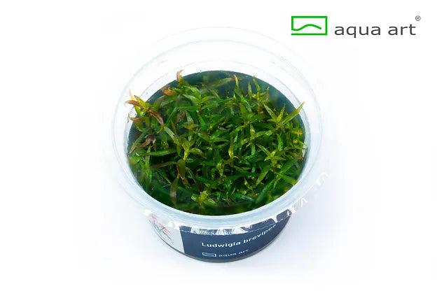 Ludwigia brevipes - In Vitro