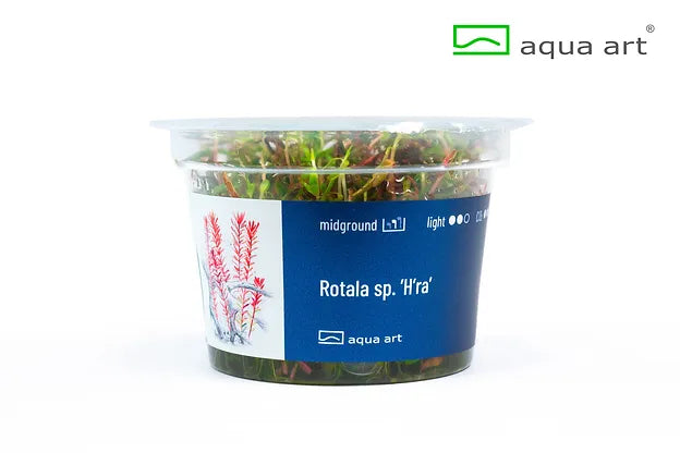 Rotala sp. ’H’ra’ - In Vitro