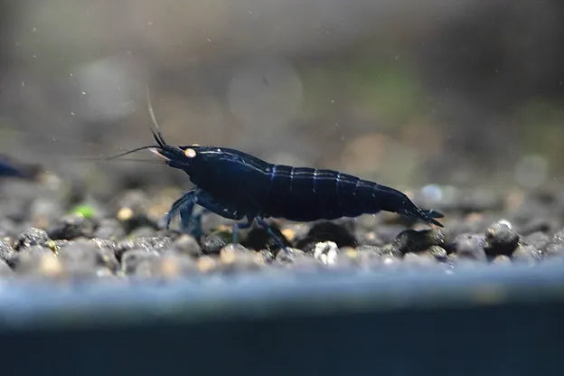 Royal Blue Tiger Garnele OE - DNZ