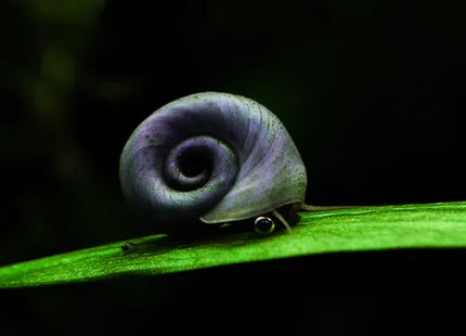 Posthornschnecke - Blau