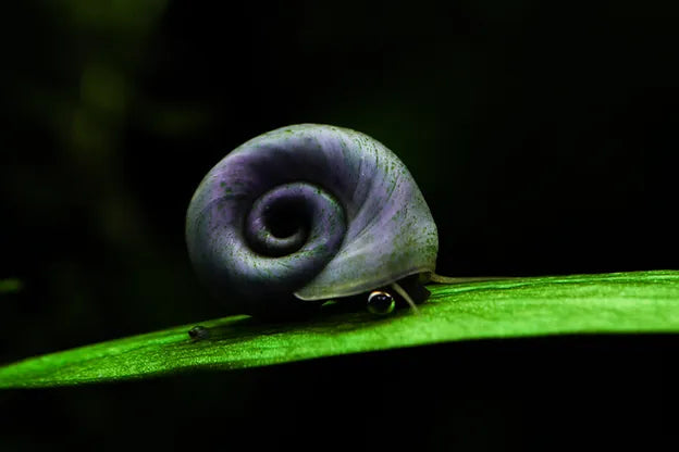 Posthornschnecke - Blau