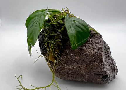 Schwarze Lava - bewachsen mit Anubia