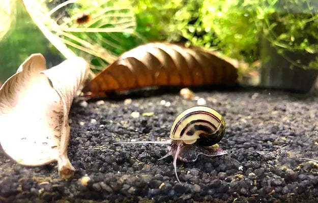 Zwerg Zebra Apfelschnecke