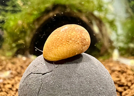 Geweihschnecke "Pink und yellow Lady"