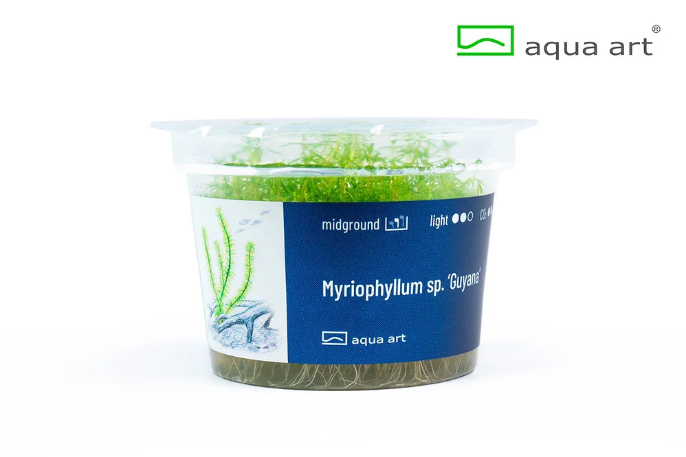 Myriophyllum sp. ’Guyana’ - In Vitro