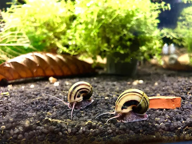 Zwerg Zebra Apfelschnecke