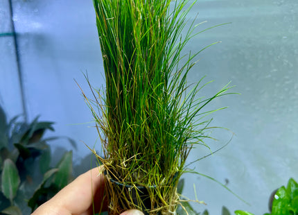 Eleocharis acicularis