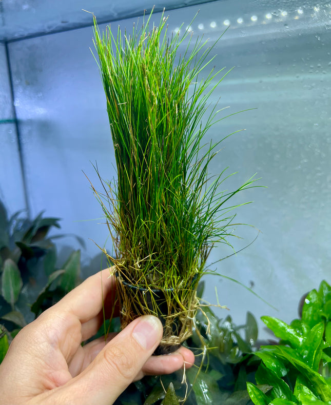Eleocharis acicularis