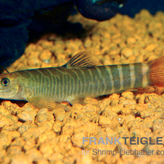 Collection image for: Auf Bestellung