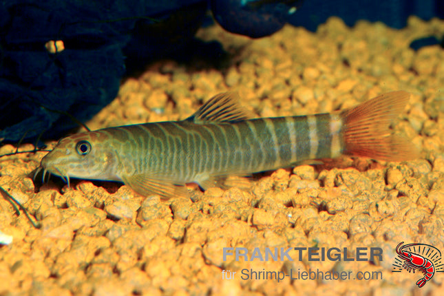 Aborichthys elongatus – Rotschwanz – Auf Bestellung
