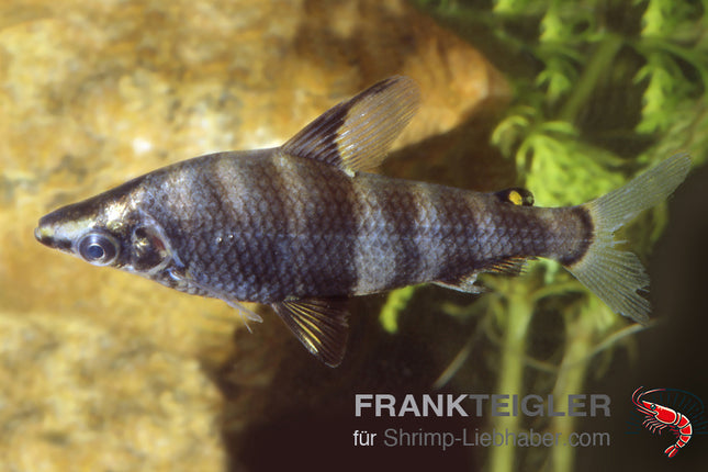 Abramites hypselonotus – Brachsensalmler – Auf Bestellung