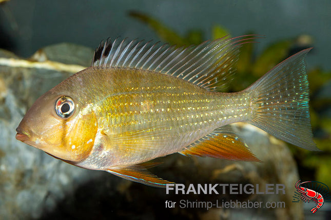 Acarichthys heckeli  – Heckels Buntbarsch albino 3-5 – Auf Bestellung
