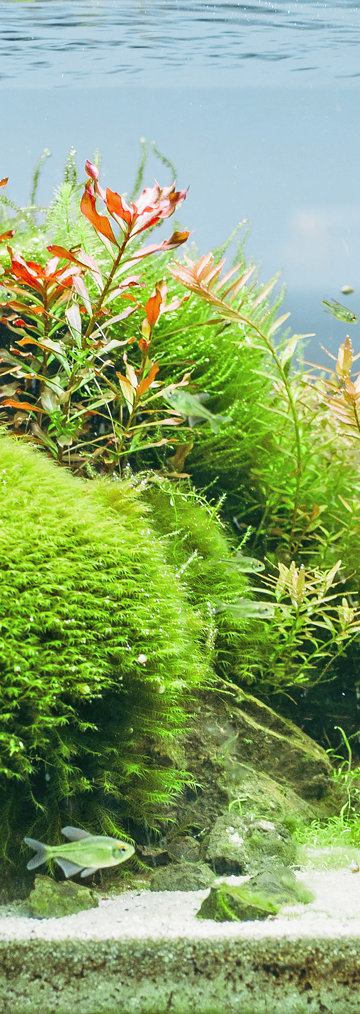 <h1>Lebendige Pflanzenwelten</h1>