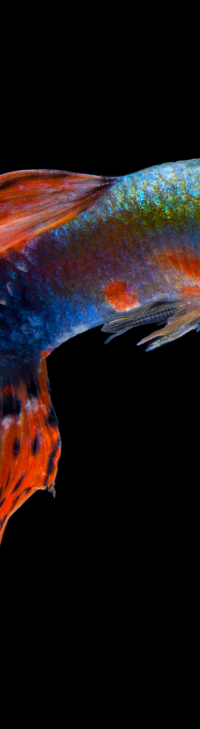 <h1>Mitbewohner für dein Garnelenbecken</h1>