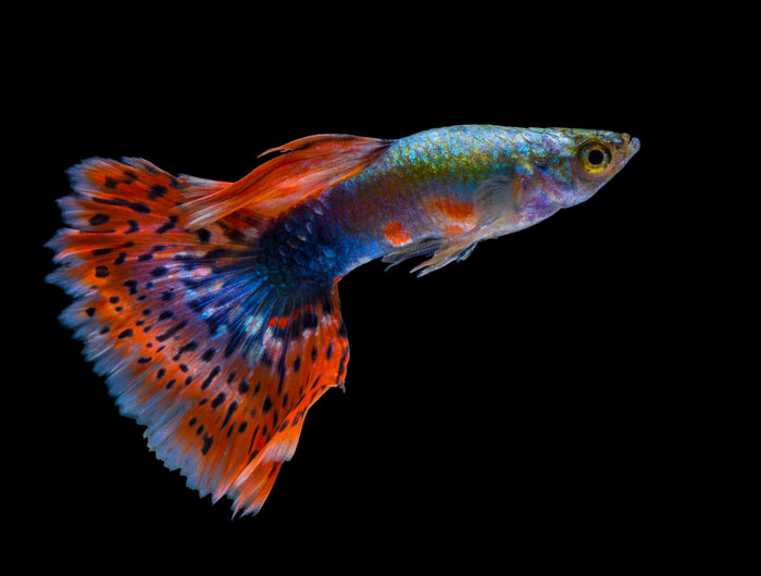 <h2>Fische</h2>