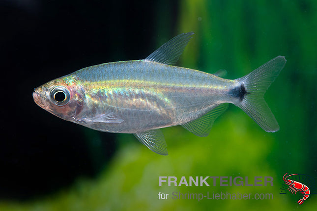 Alestopetersius smykalai – Blauer Diamantsalmler – Auf Bestellung