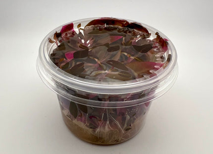 Alternanthera reineckii 'Mini' - In Vitro