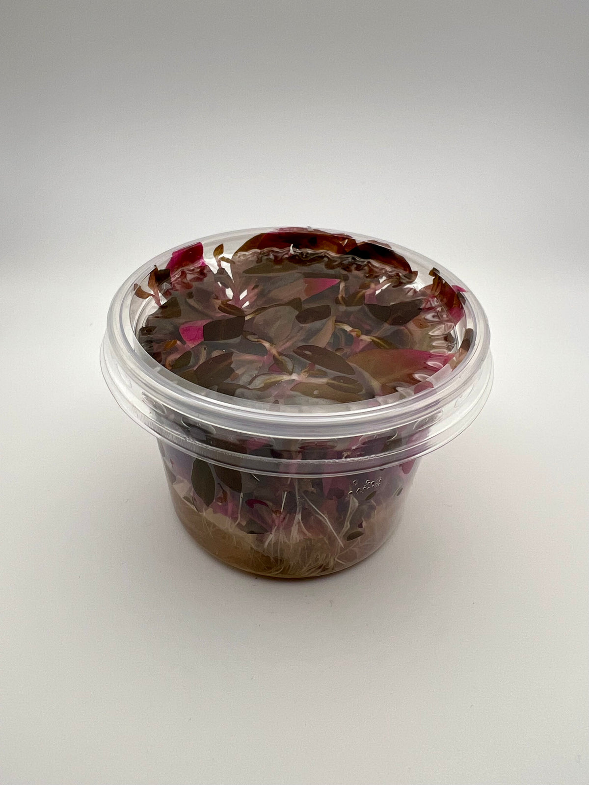 Alternanthera reineckii 'Mini' - In Vitro