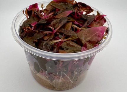 Alternanthera reineckii 'Mini' - In Vitro